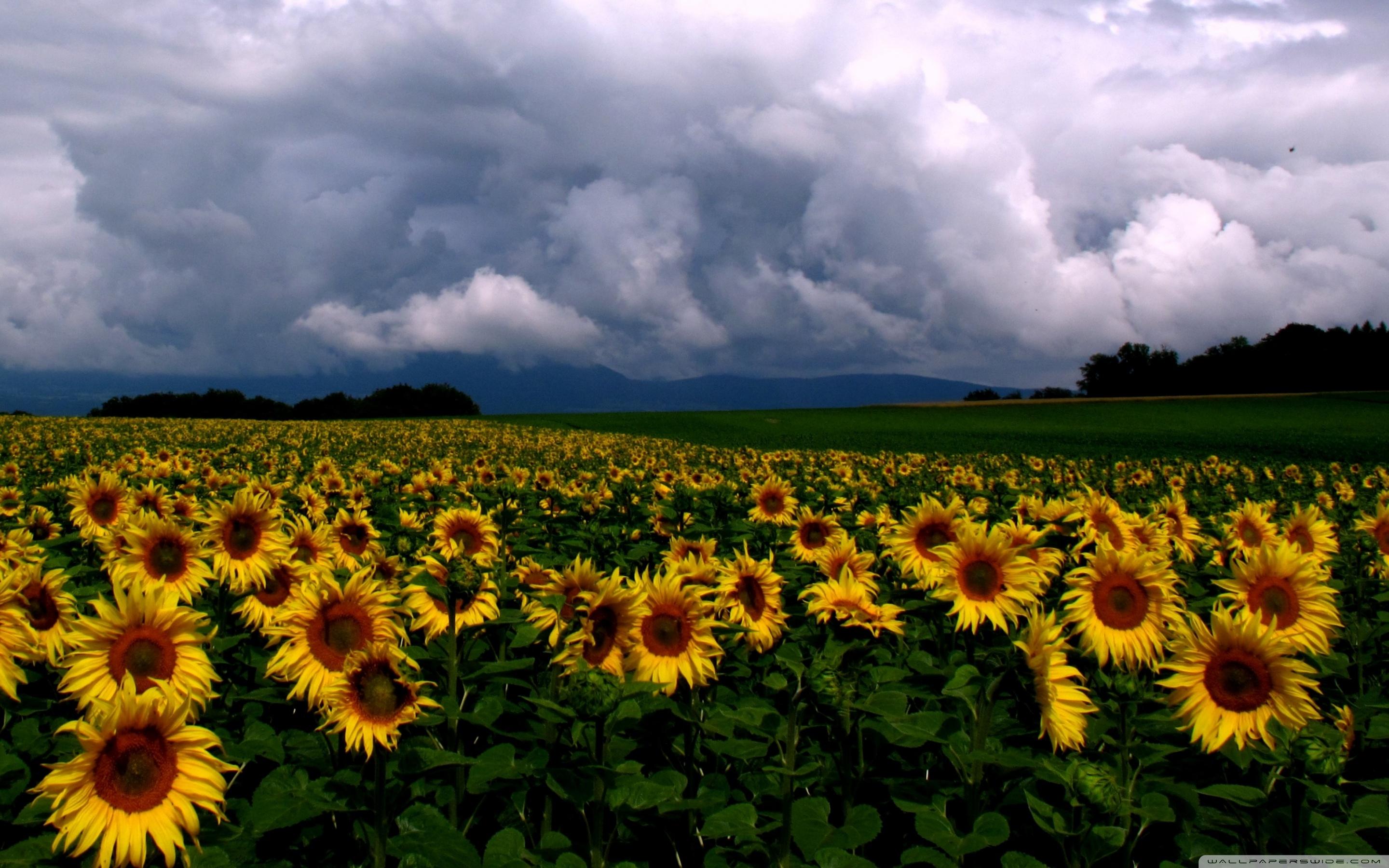 2880x1800 Sunflowers Field ❤ 4K HD Desktop Wallpaper for • Dual