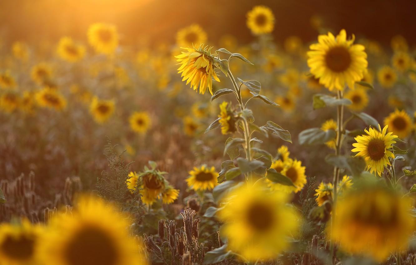 1332x850 Wallpaper field, summer, light, sunflowers, flowers, yellow