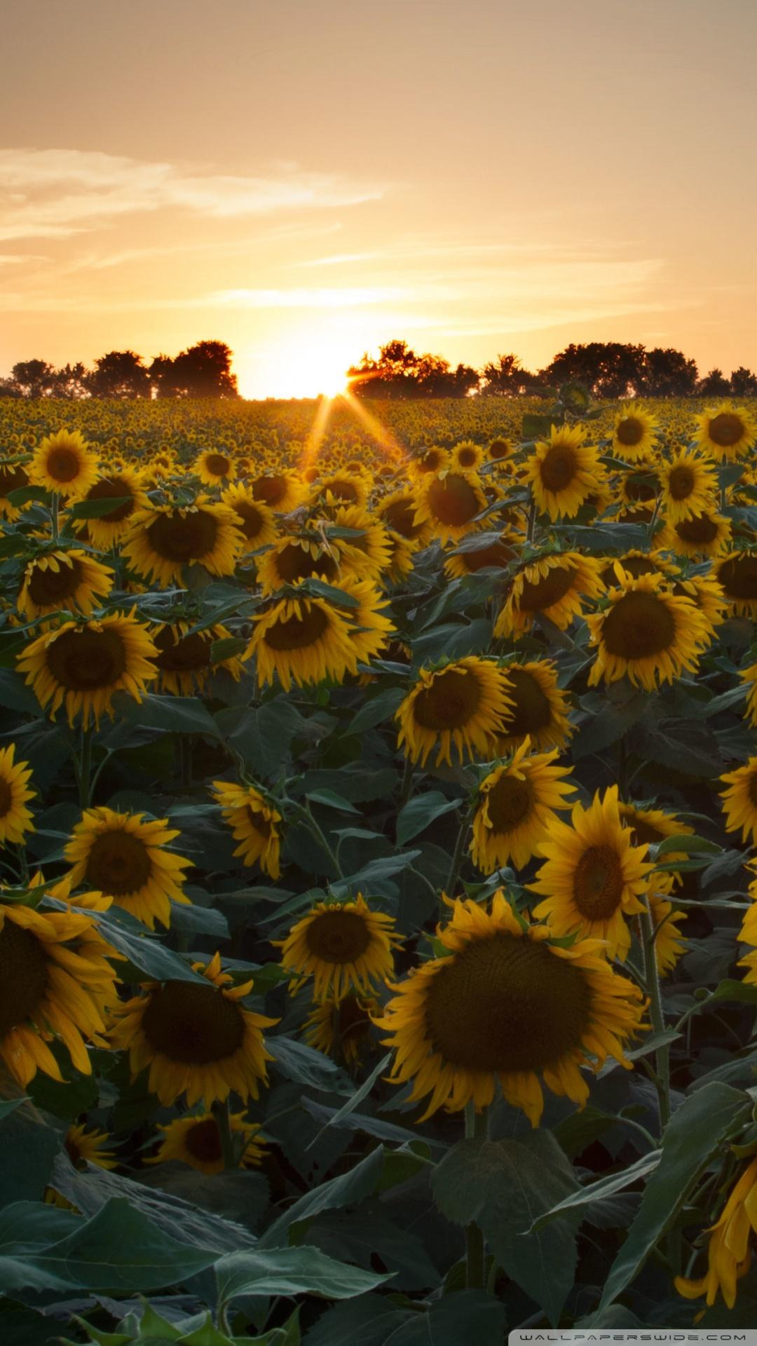 1080x1920 Sunflower Field Wallpaper HD iPhone, Download Wallpaper