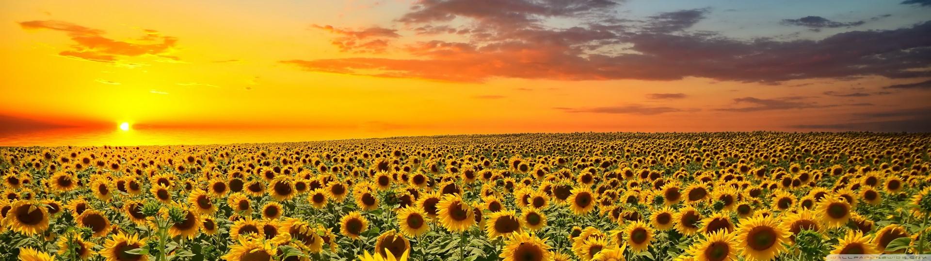 1920x540 Sunflower Field Desktop Wallpaper Phone. Nature HD Wallpaper