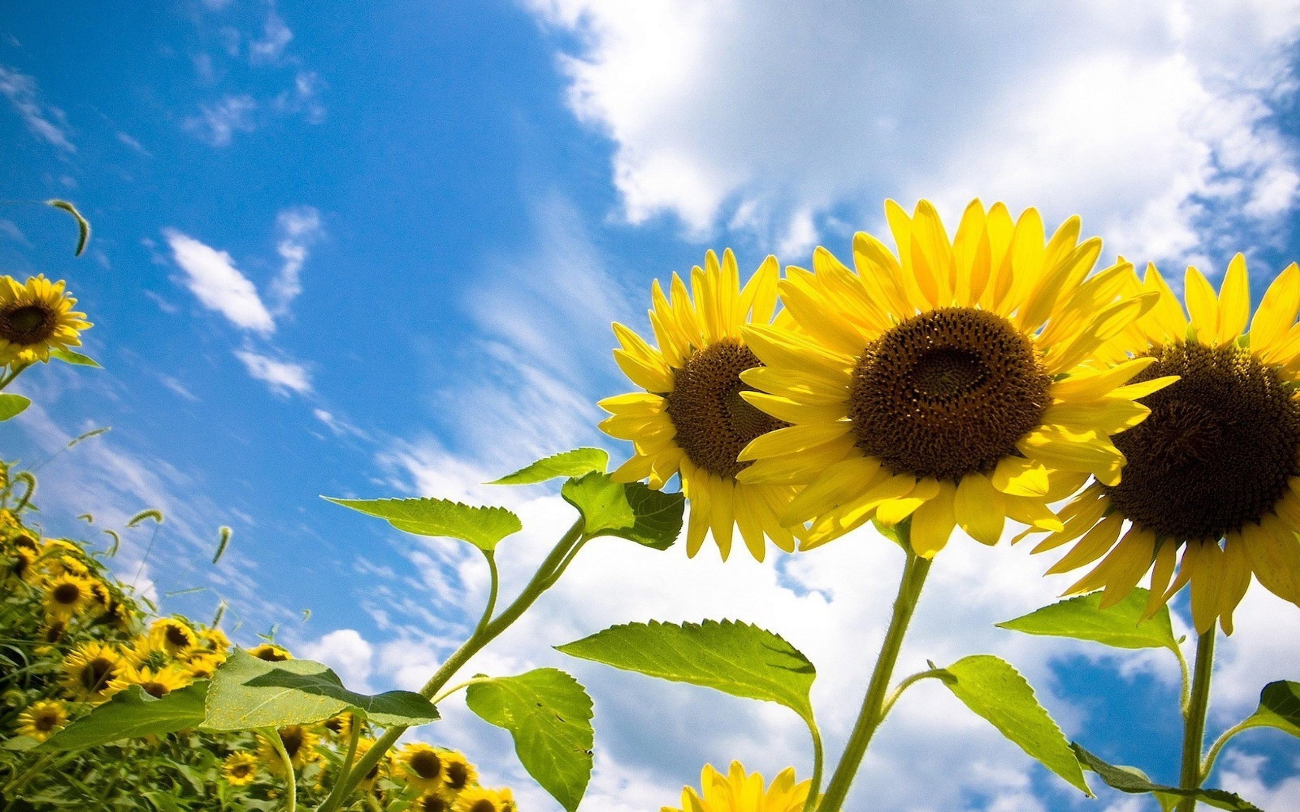 2560x1600 Sunflower Field Wallpaper 2560x1600 (3) :