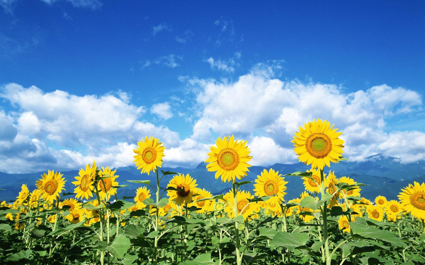 1440x900 Sunflower Wallpaper 16061 1440x900px