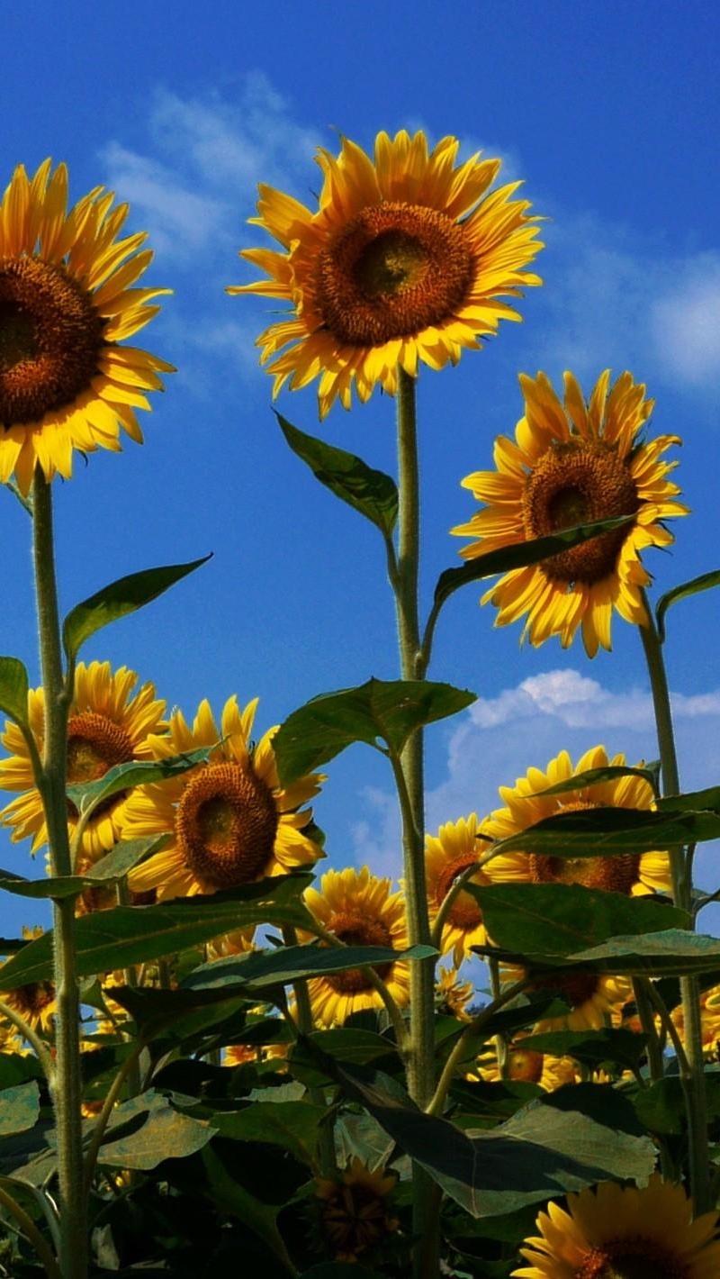 800x1420 Download wallpaper 800x1420 sunflowers, field, summer, sky