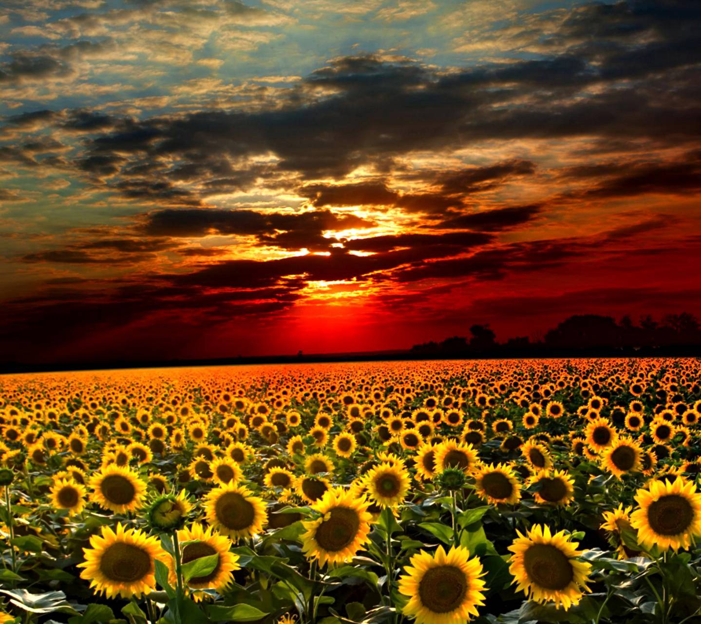 1439x1280 Sunflower Field Wallpaper