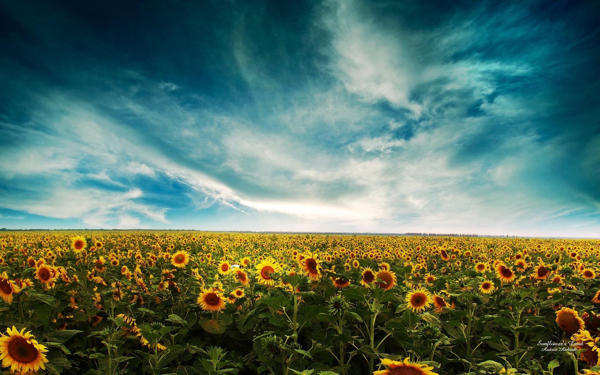 1920x1200 Sunflowers Field Landscape Wallpaper and Free Stock