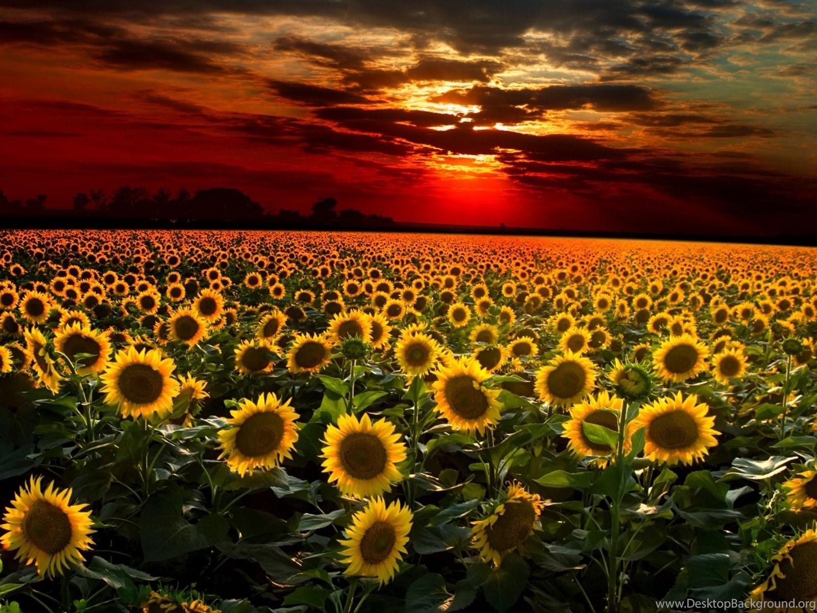 1600x1200 Sunflower Field Wallpaper Full HD Desktop Background