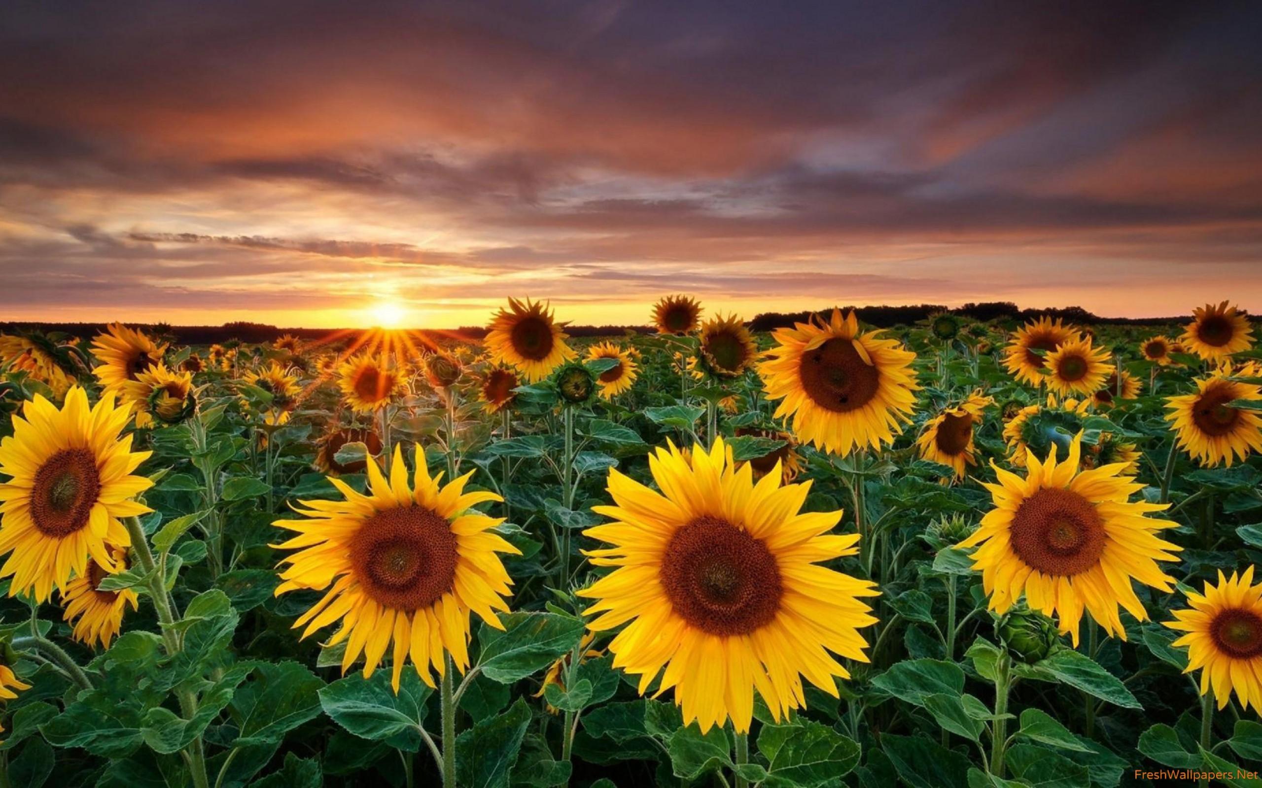 2560x1600 Sunflower fields with a beautiful sun setting in the horizon