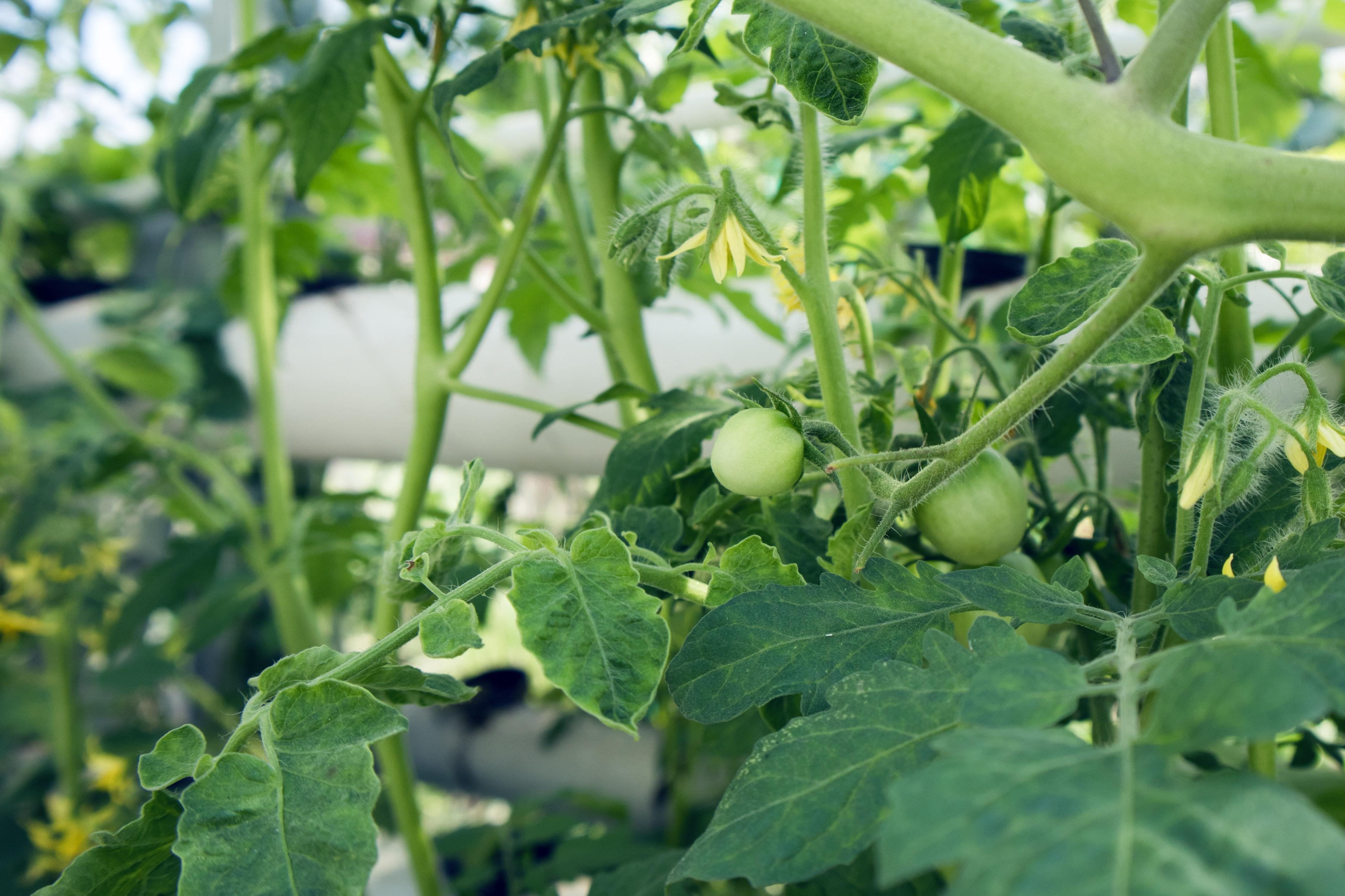 4507x3005 Free of cherry tomatoes, fresh vegetables