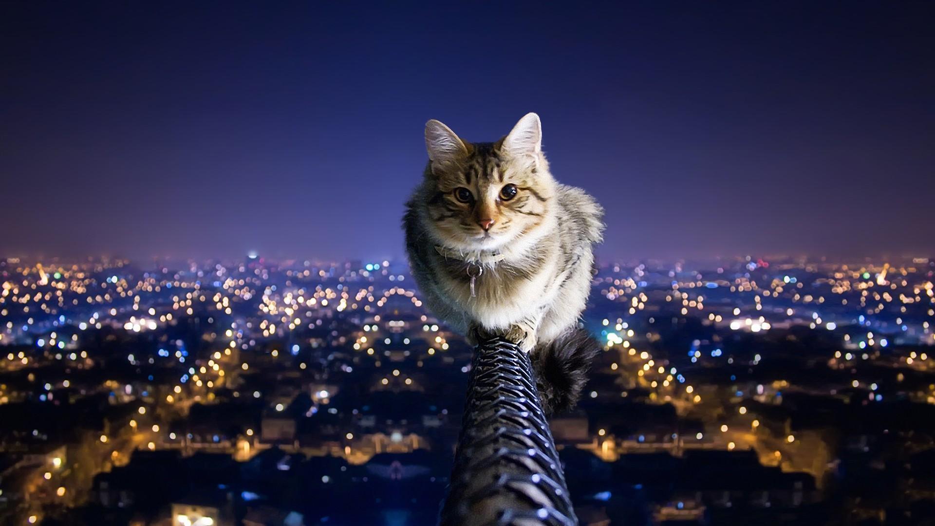 1920x1080 cityscapes, cats, city lights, balance, nighttime, pole wallpaper