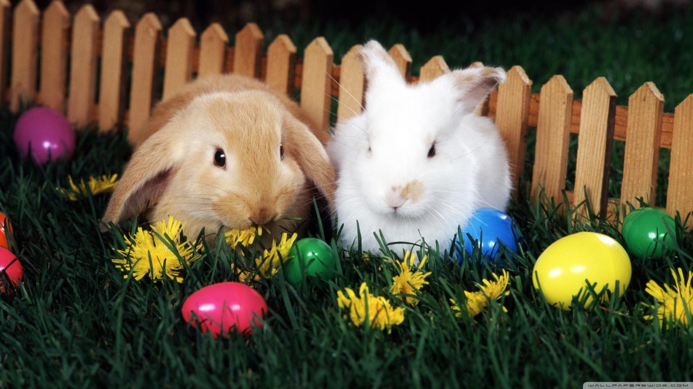1366x768 Easter Egg Desktop Background Wallpaper