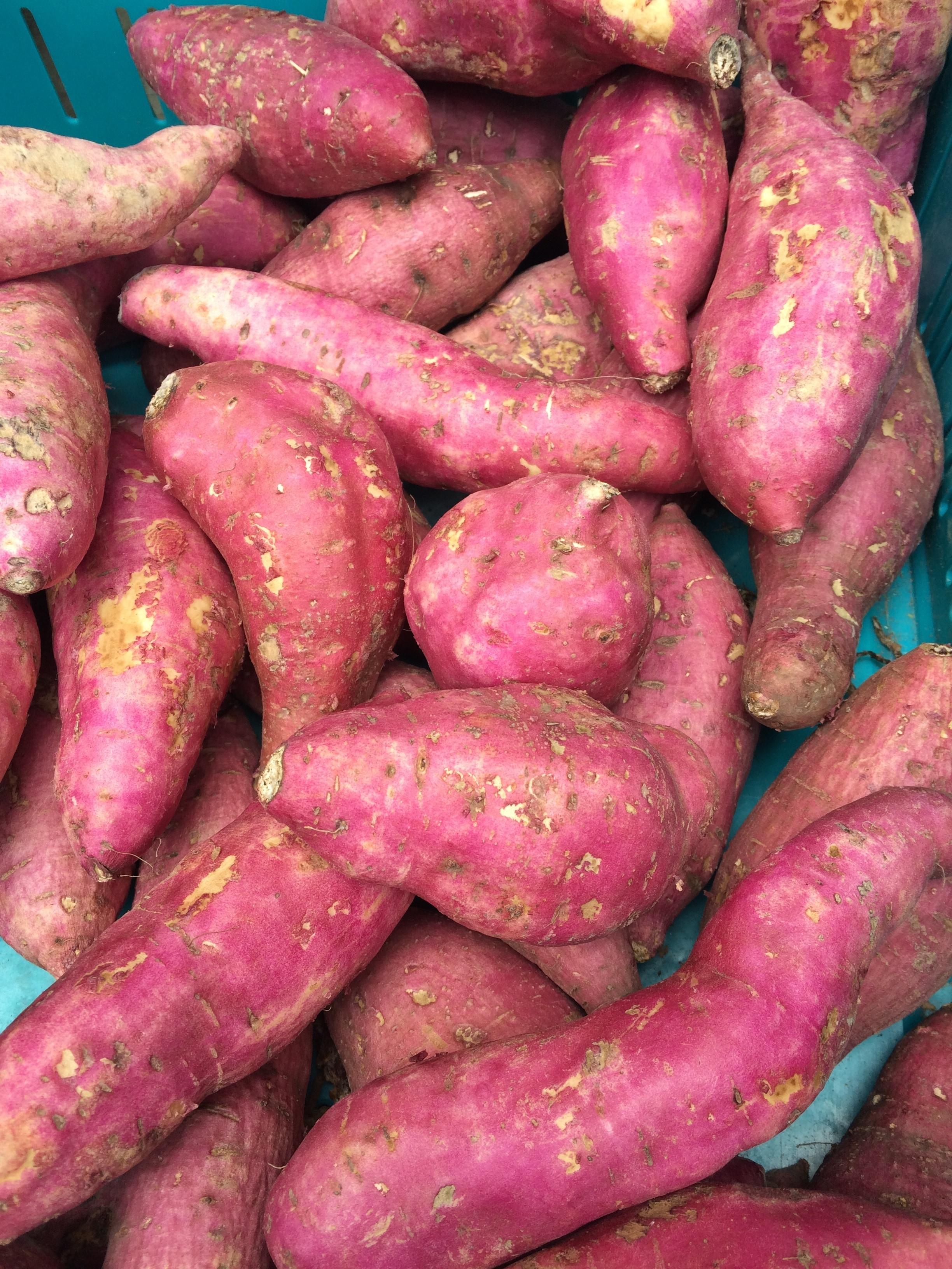 2448x3264 sweet potato lot free image