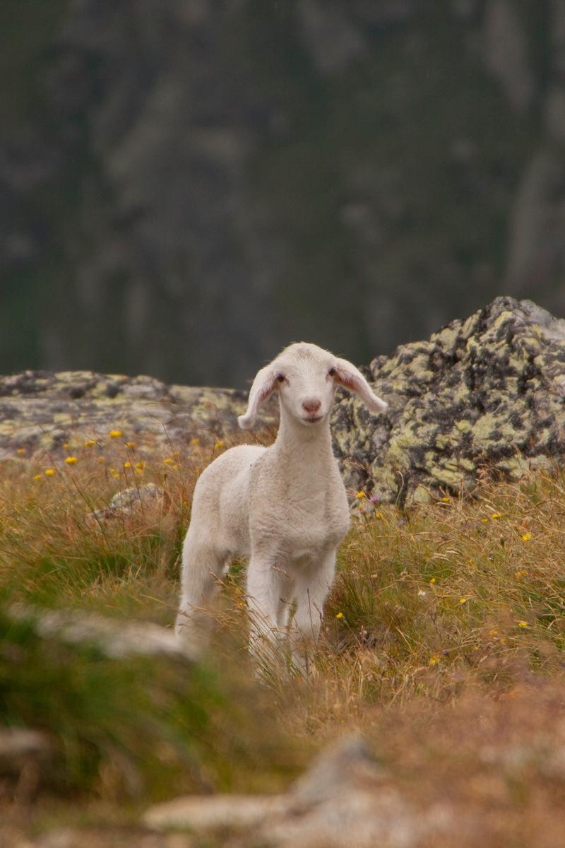 800x1200 Download wallpaper 800x1200 lamb, sheep, cub, mountains