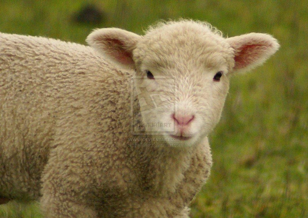 1061x752 Where Is Wallpaper: sheep wallpaper