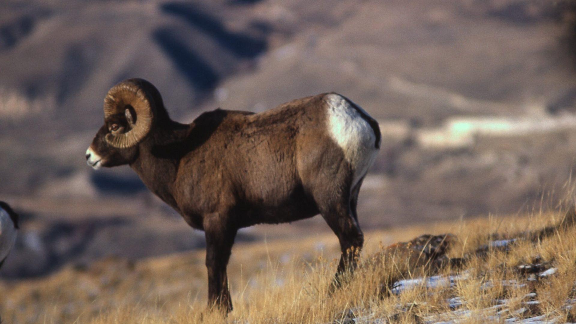 1920x1080 Bighorn Sheep Wallpaper 20 X 1080