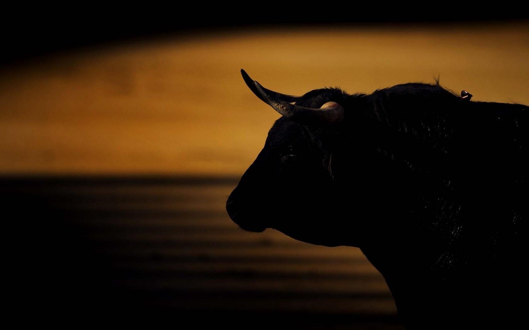 1680x1050 Bull HD Wallpaper Toro De Tu Sueno, Download Wallpaper