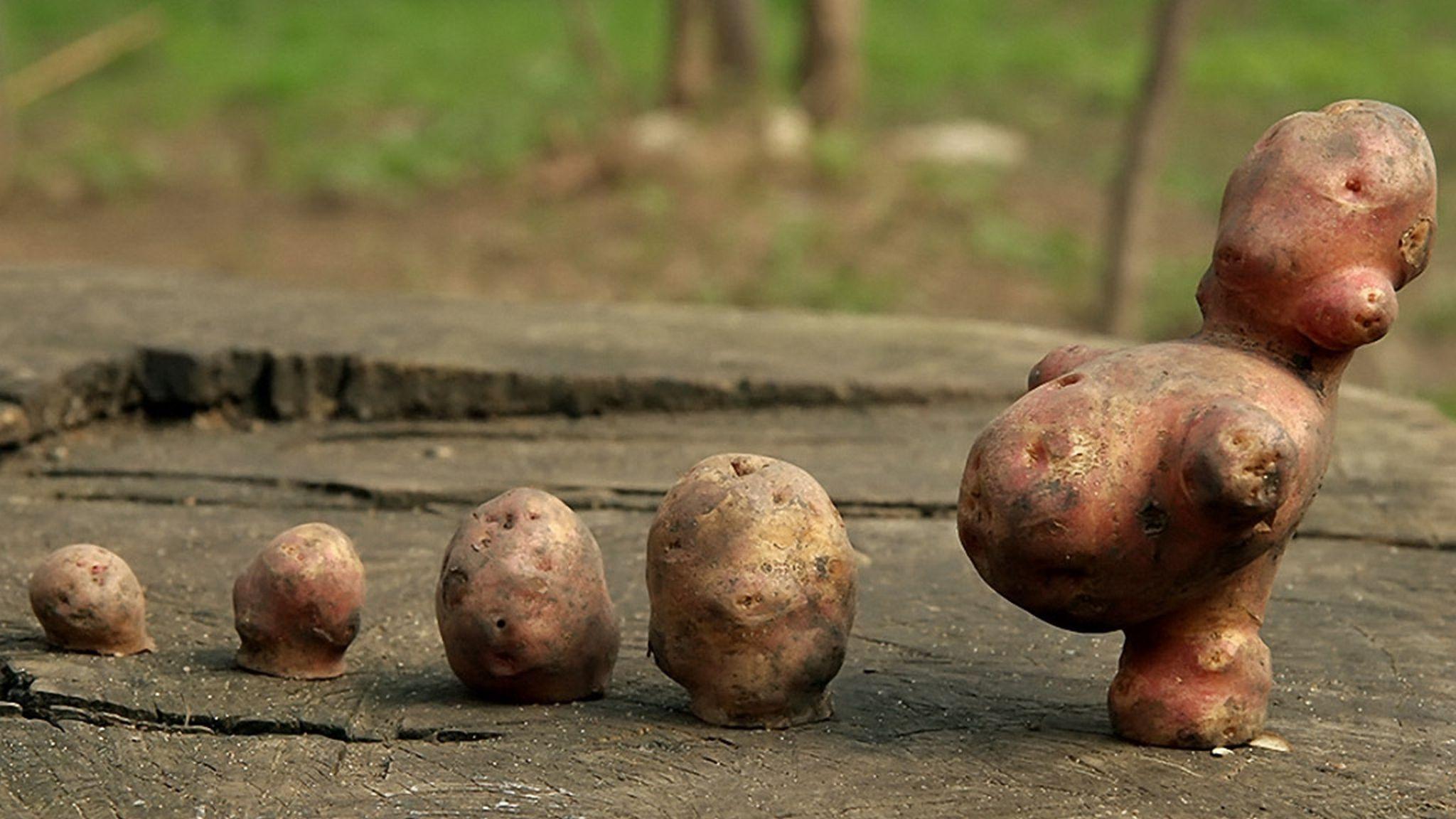2048x1152 Potato Wallpaper