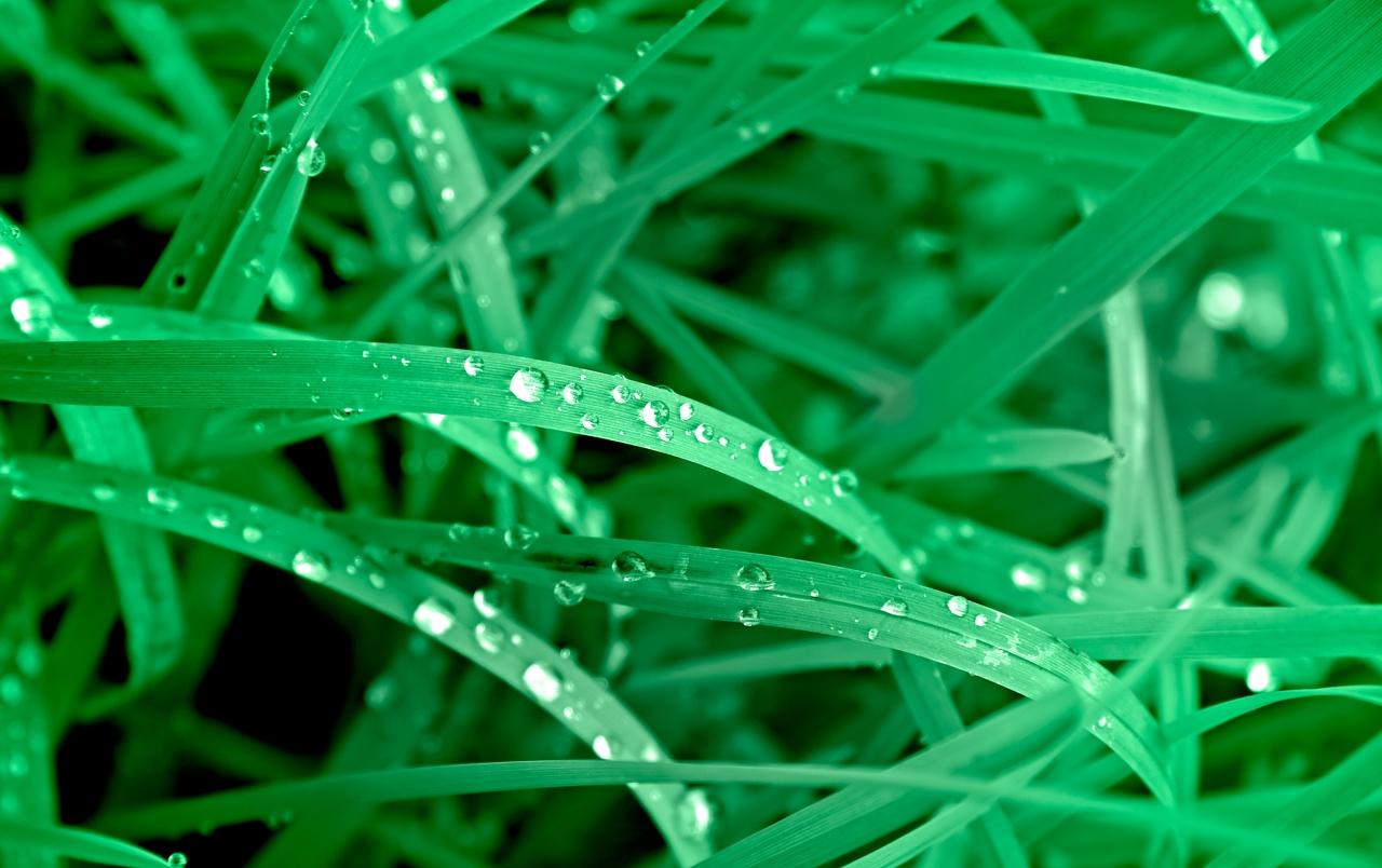 1280x804 Vivid green leaves wallpaper. Vivid green leaves