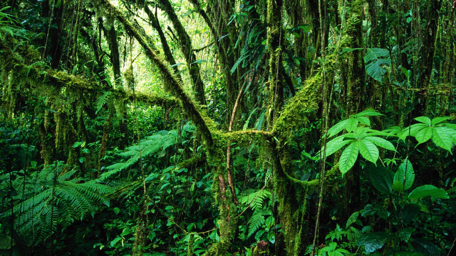 1920x1080 Jungle Wallpaper