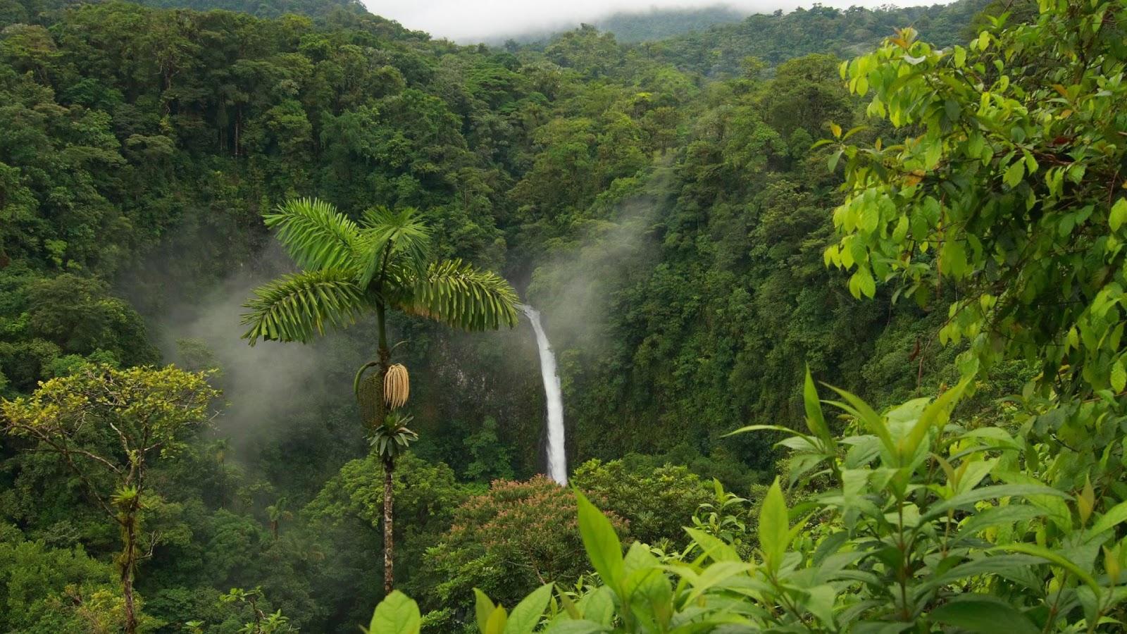 1600x900 GADGET: Jungle Wallpaper. Forest Wallpaper