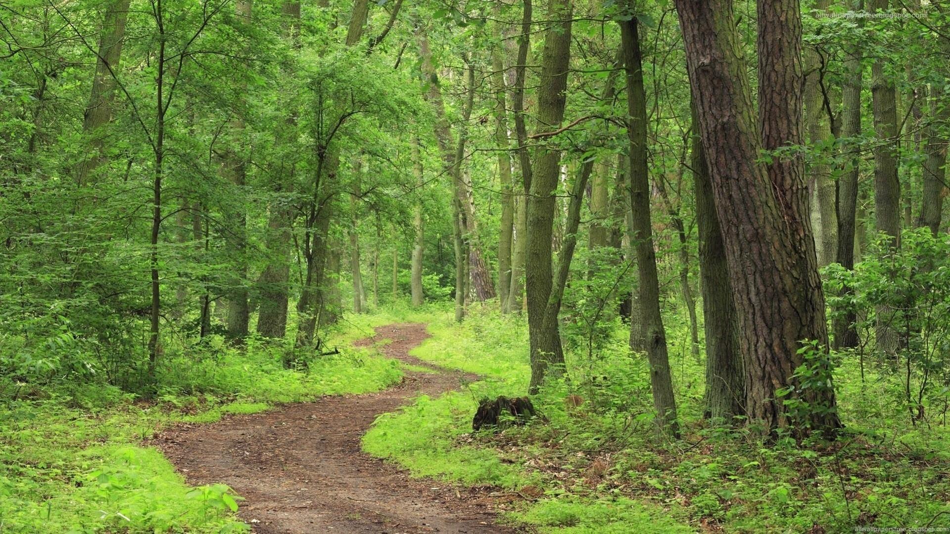1920x1080 A Green Trees in Jungle Wallpaper