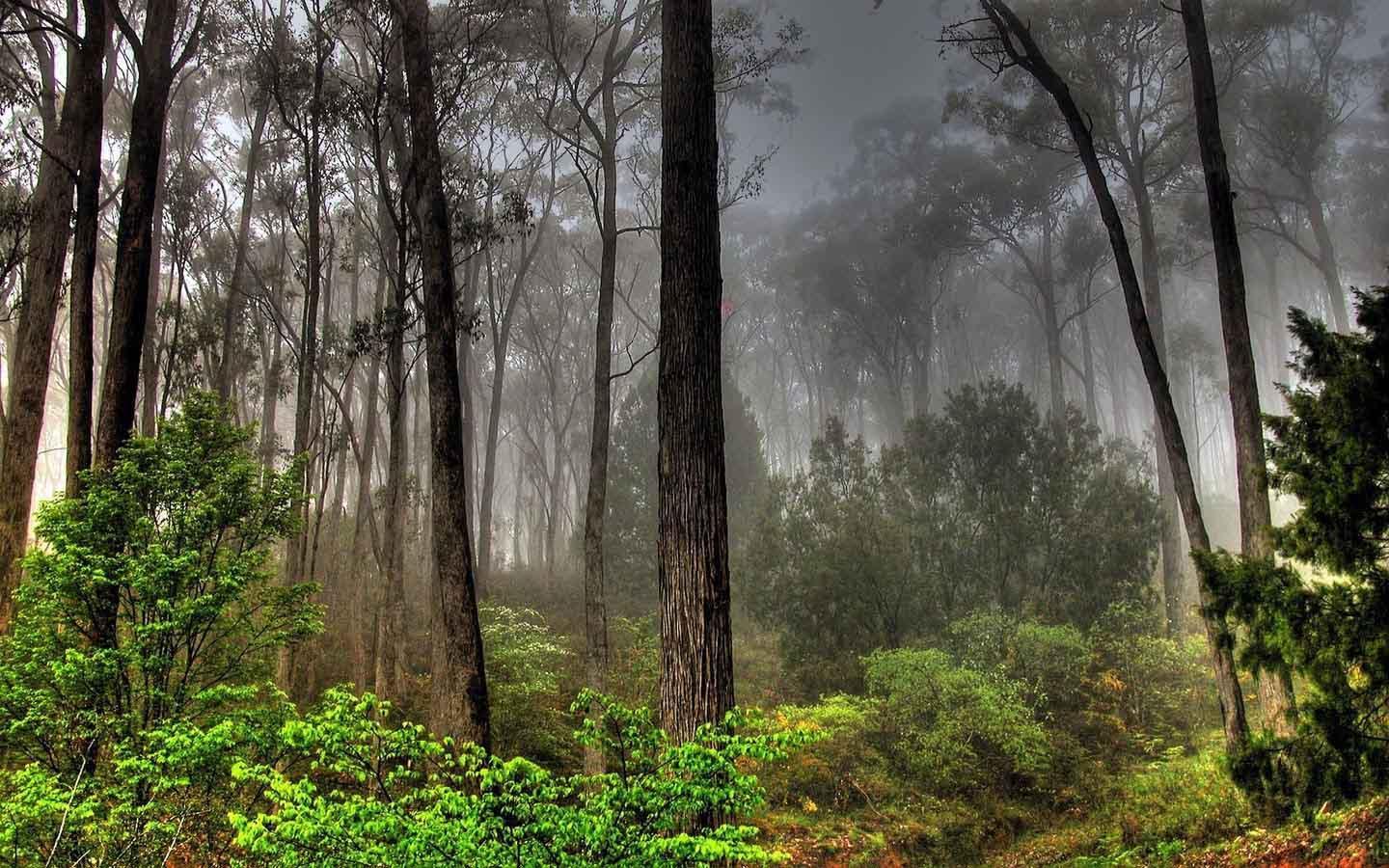 1440x900 Jungle Wallpaper HD for Android