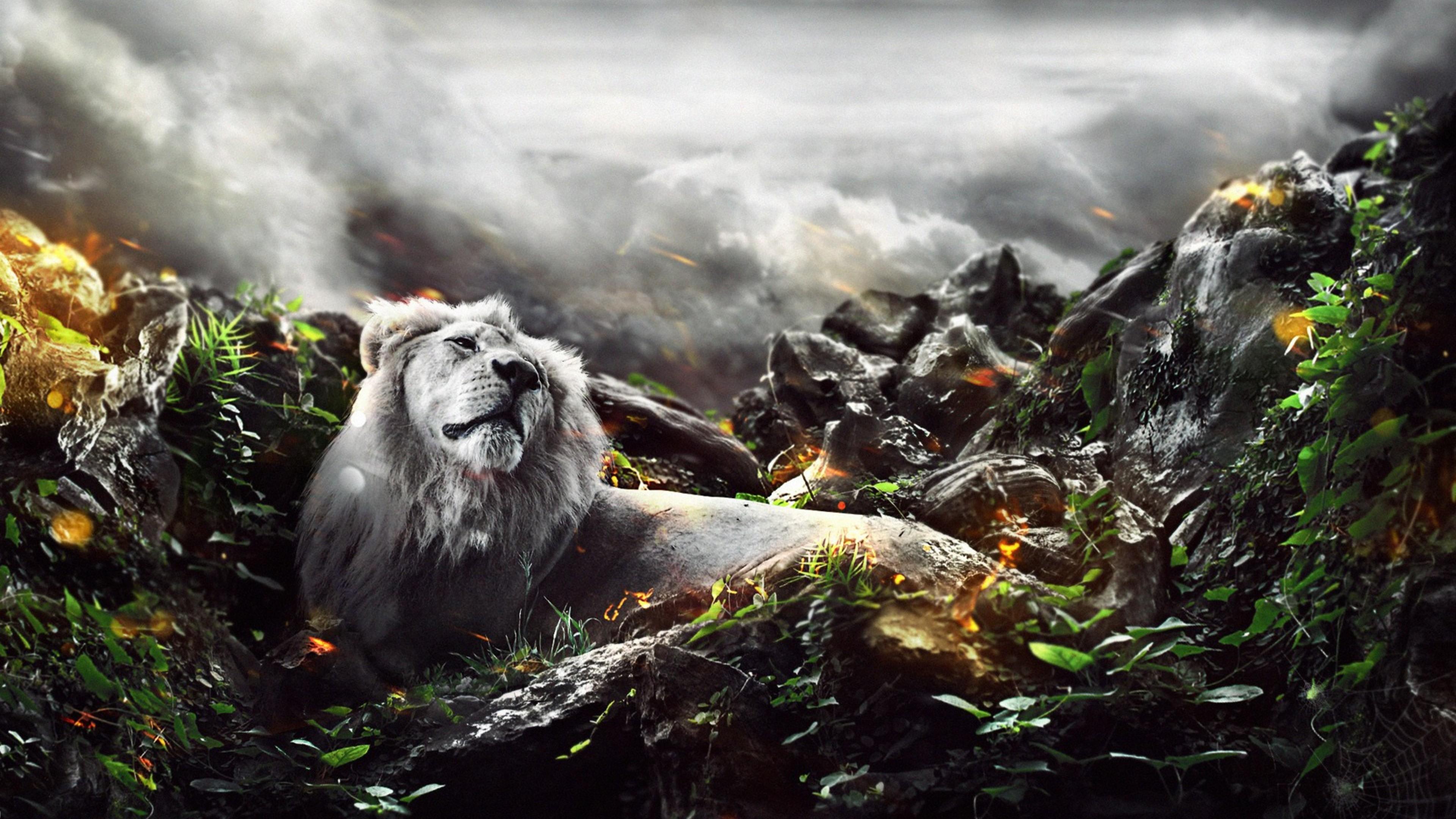 3840x2160 Jungle Lion Creative, HD Creative, 4k Wallpaper, Image