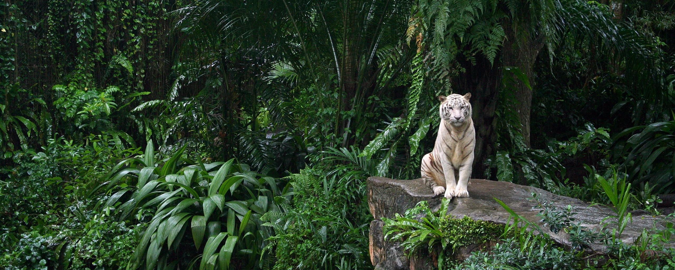 2560x1024 jungle animals tigers white tiger plants ferns 2560x1024