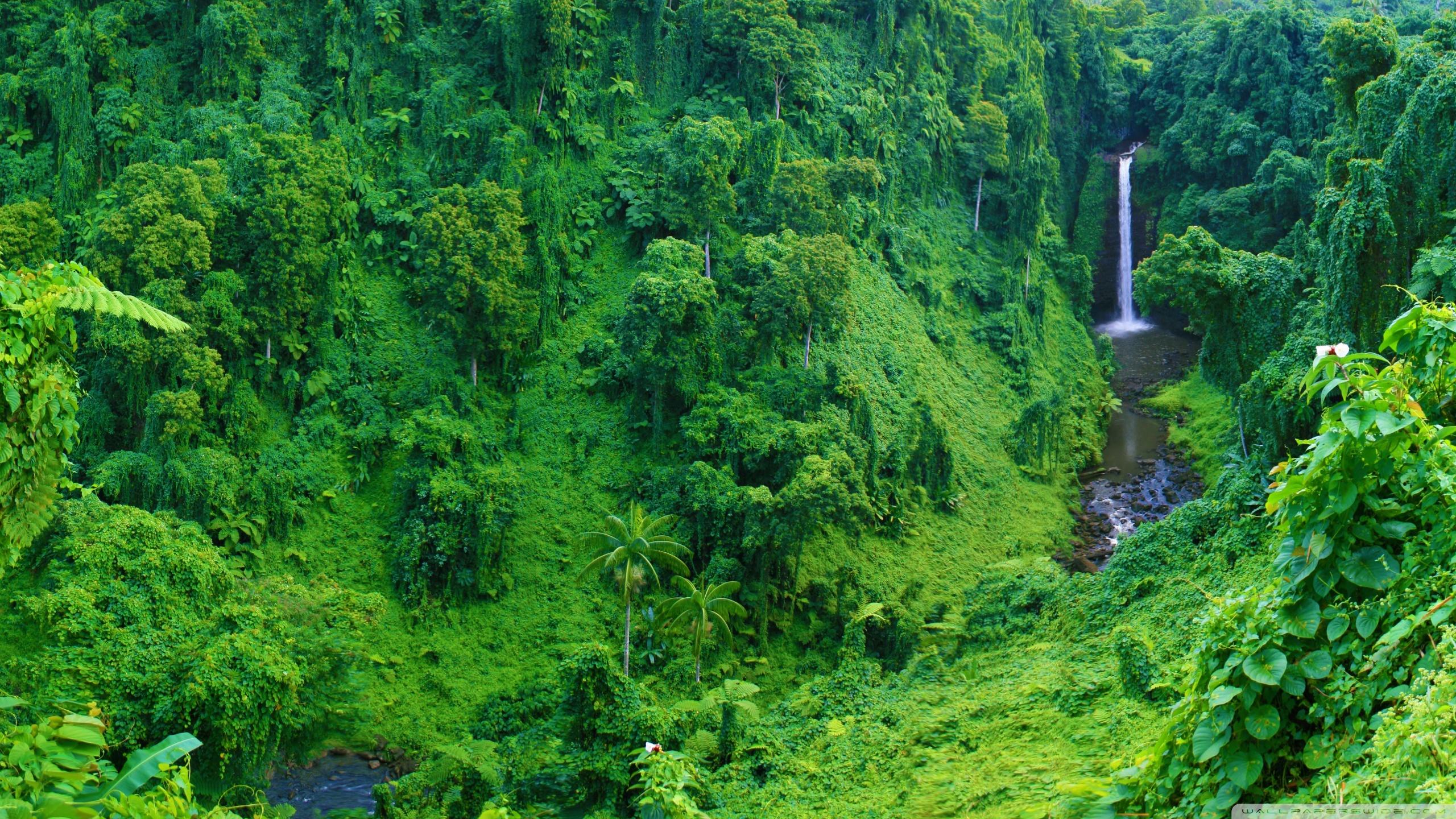 Jungle green. Чунцин тропические джунгли. Джунгли «Цзяньфэнлин». Джунгли Амазония водопад. Национальный парк Дейнтри.