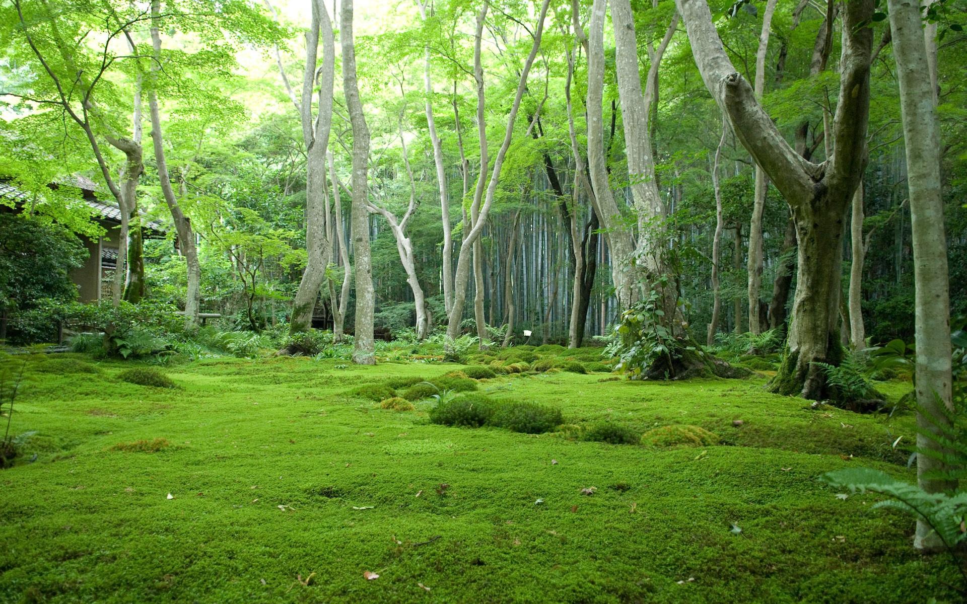 1920x1200 Jungle Wallpaper HD A11 Desktop Wallpaperk HD