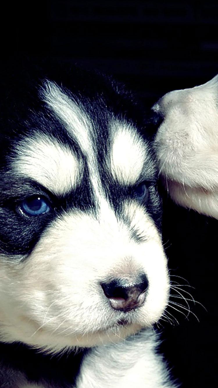 750x1334 Stunning Dog Wallpaper For iPhone image For Free Download