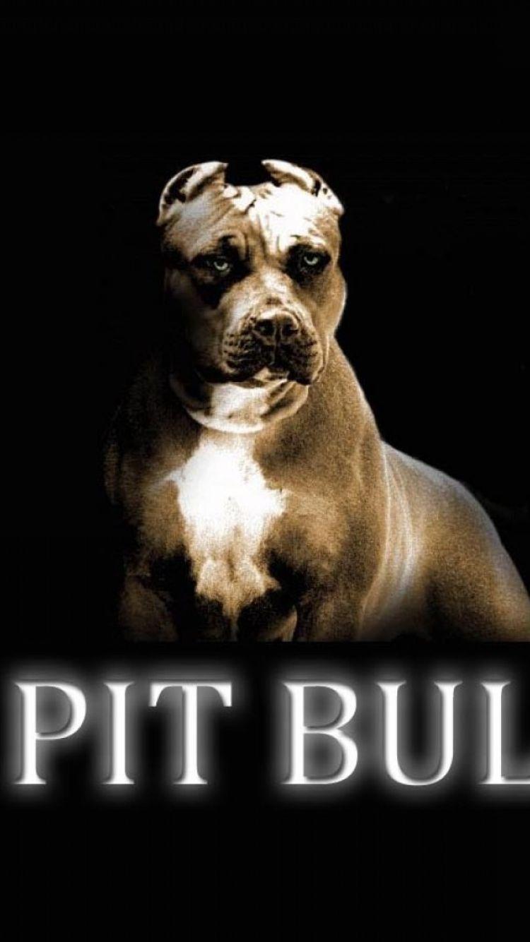 750x1334 Pitbull Dogs iPhone Wallpaper