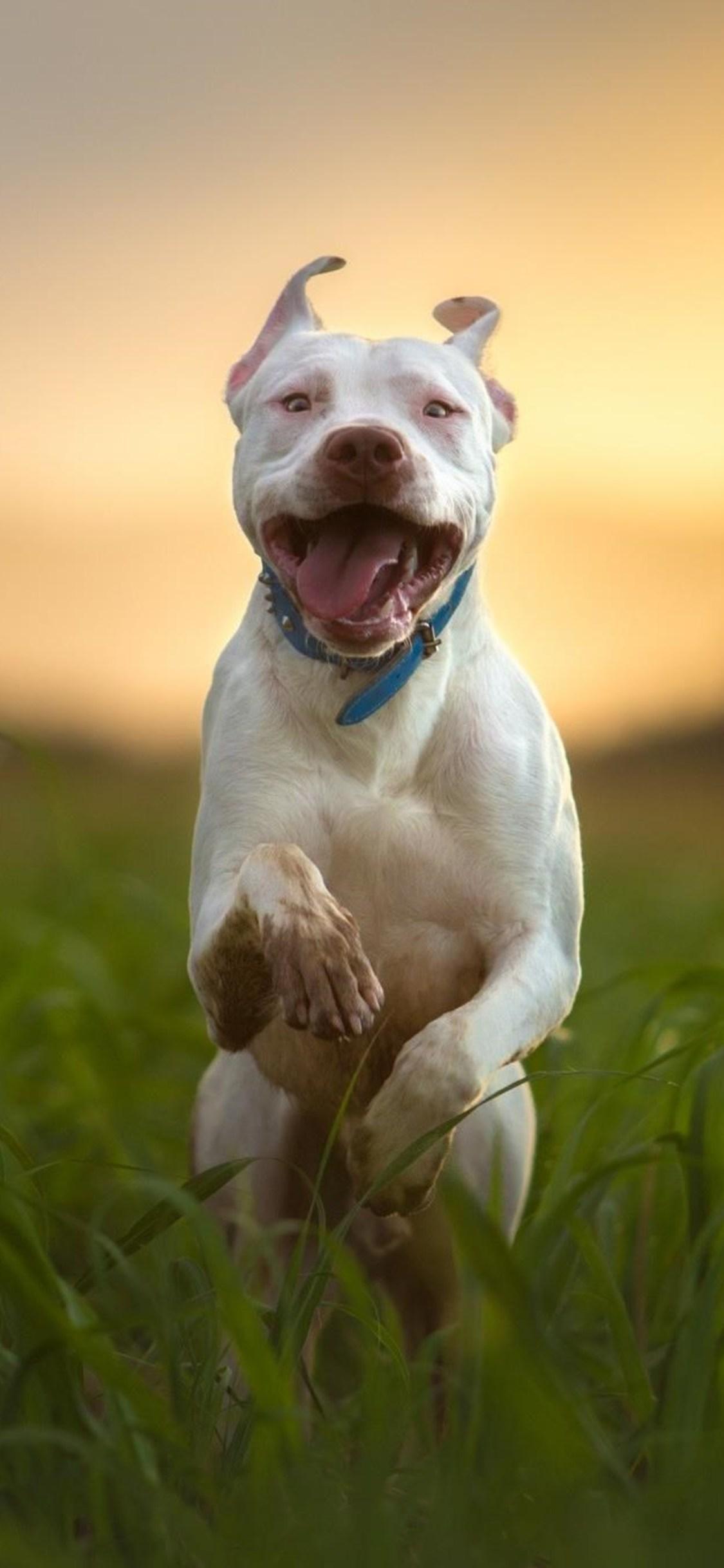 1125x2436 Pitbull Dog Breed Running iPhone XS, iPhone 10