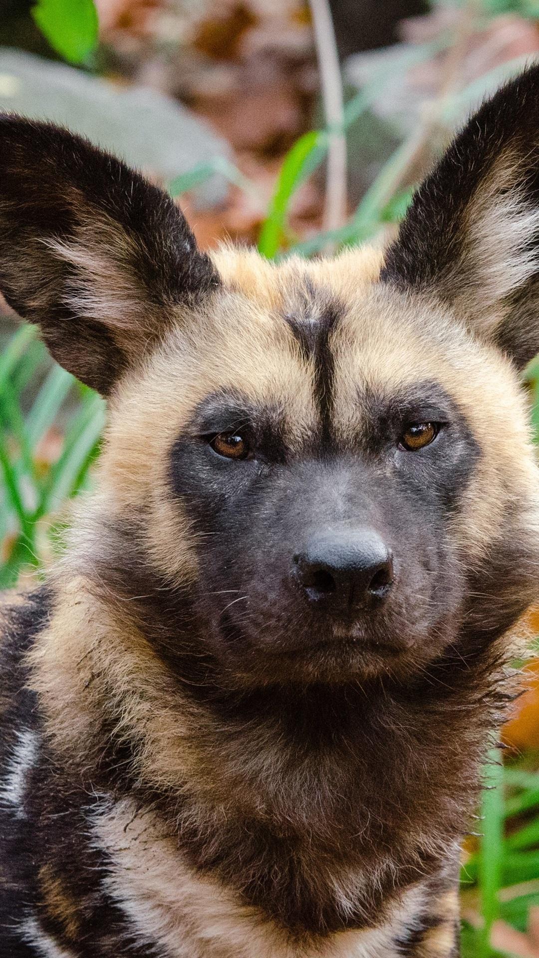 1080x1920 Predator, African Wild Dog 1080x1920 IPhone 8 7 6 6S Plus