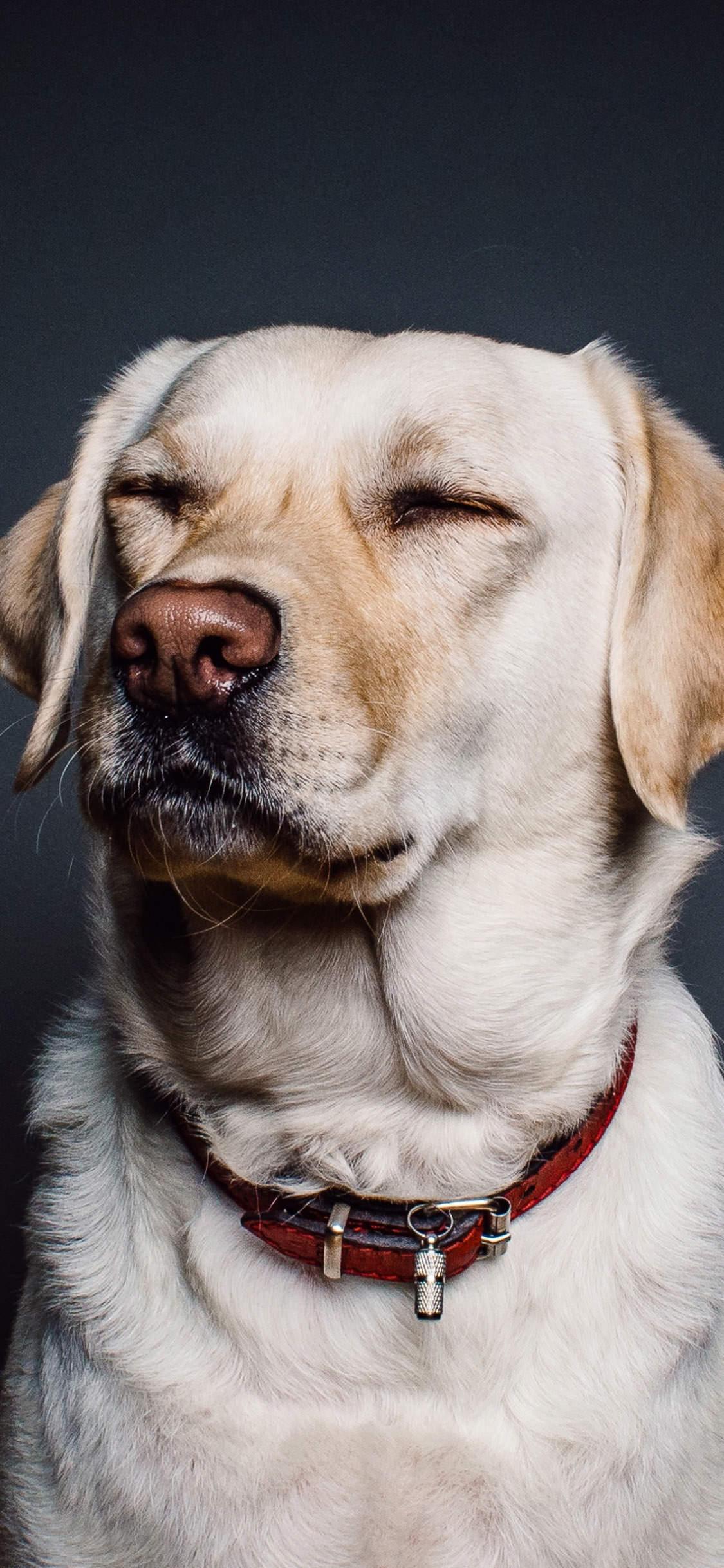 Dogs iPhone Wallpapers Top Free Dogs iPhone Backgrounds WallpaperAccess