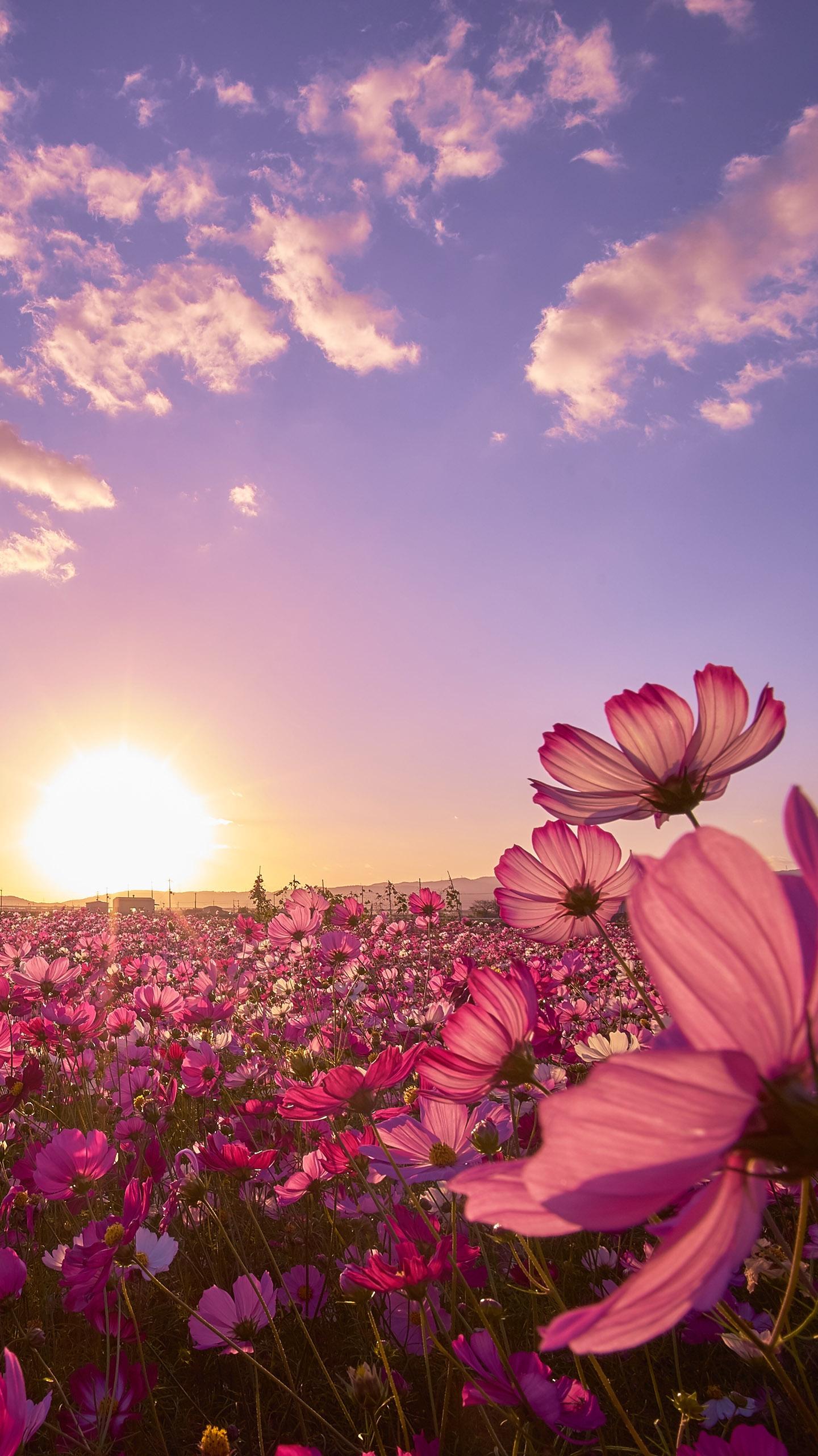 1440x2560 Galaxy Note 5 Wallpaper. HD Windows Wallpaper