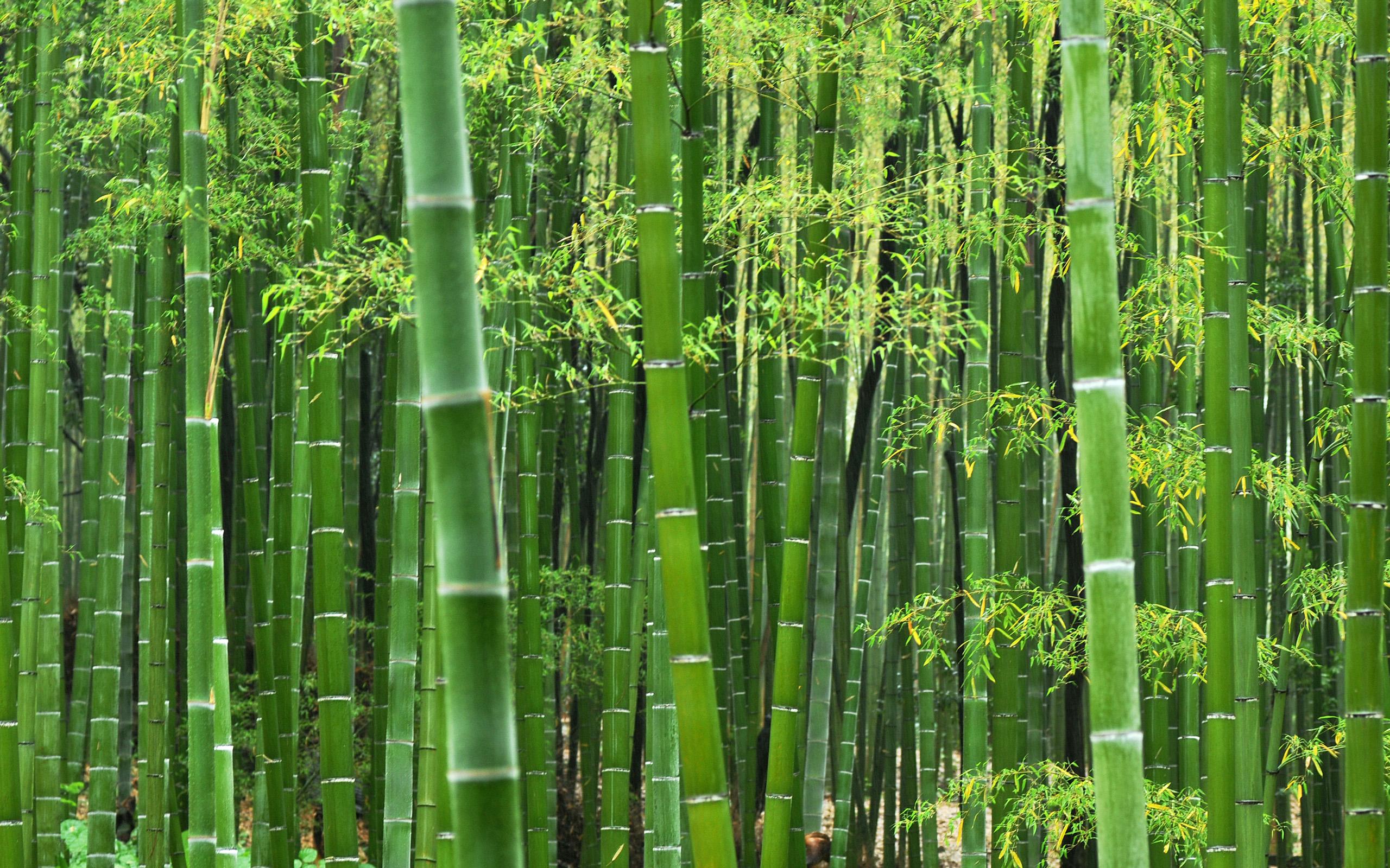 2560x1600 Bamboo wallpaperx1600