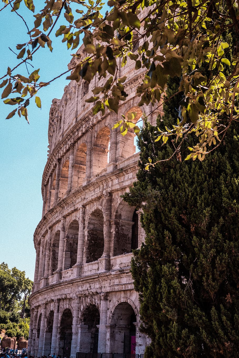910x1365 HD wallpaper: Colosseum, Rome, plant