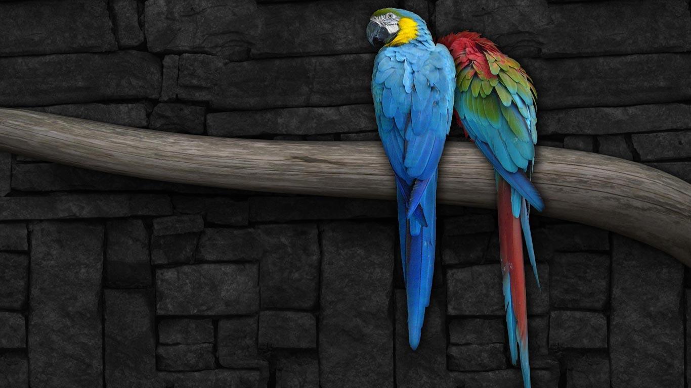 1366x768 Parrot OS Desktop Wallpaper