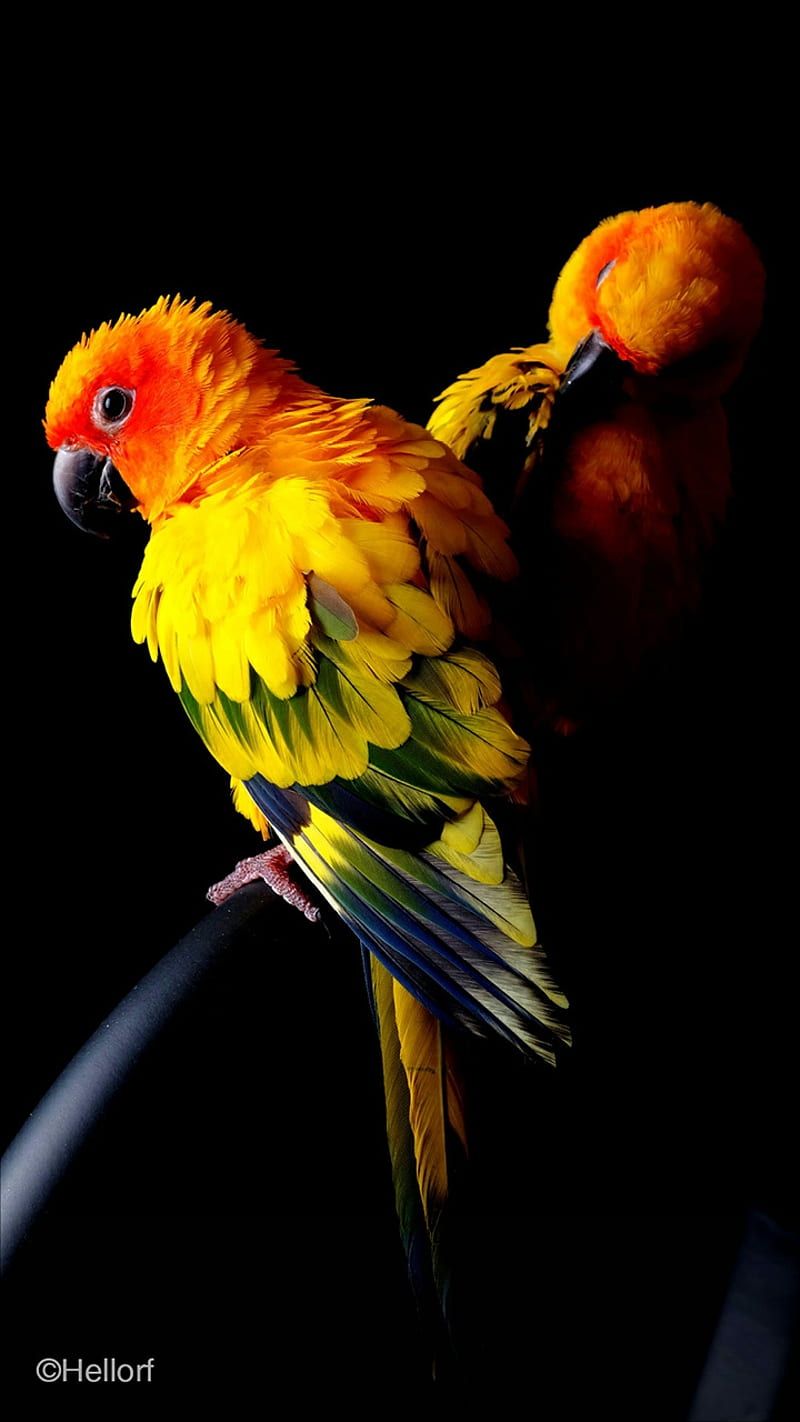 800x1422 HD parrot wallpaper