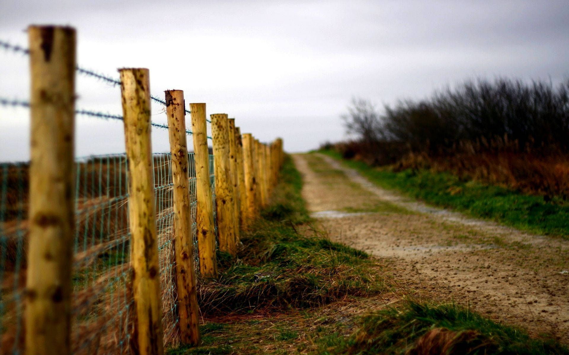 1920x1200 Country Road Branch Tree Fence