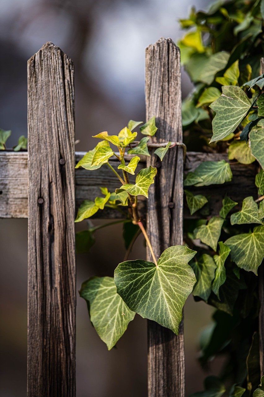 852x1280 Old Wooden Fence & Fence Image