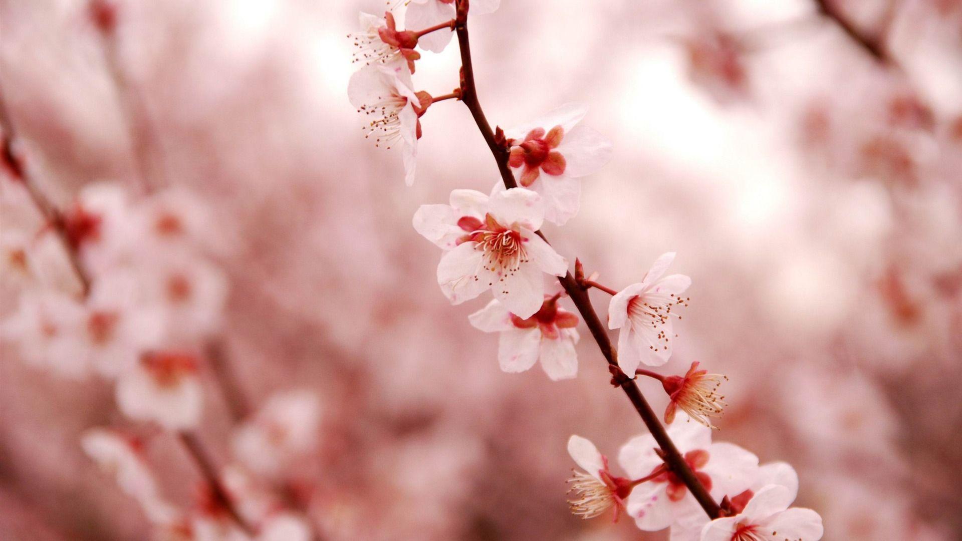 Cherry Blossom Vintage Wallpapers - Top Free Cherry Blossom Vintage