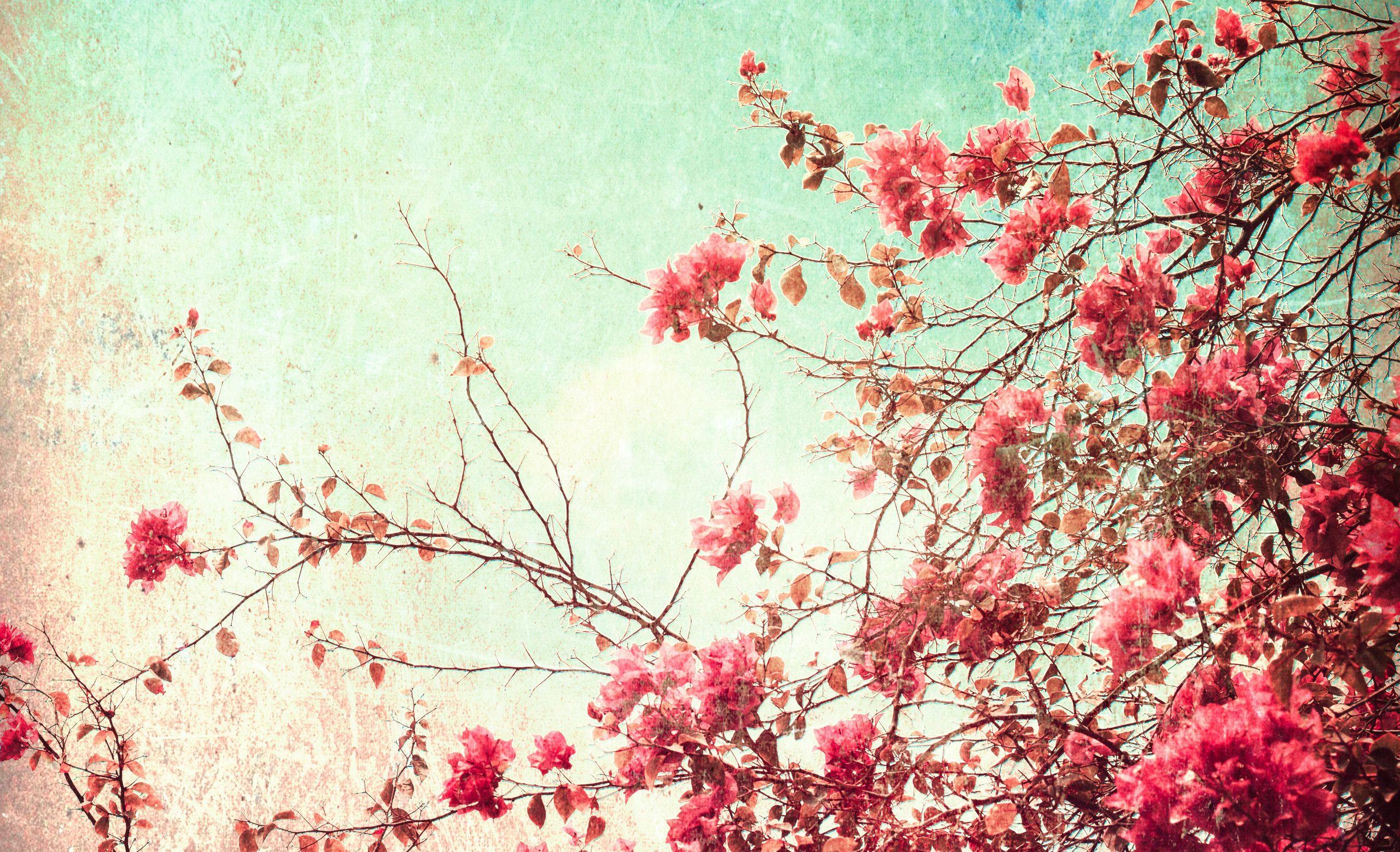 Cherry Blossom Vintage Wallpapers - Top Free Cherry Blossom Vintage