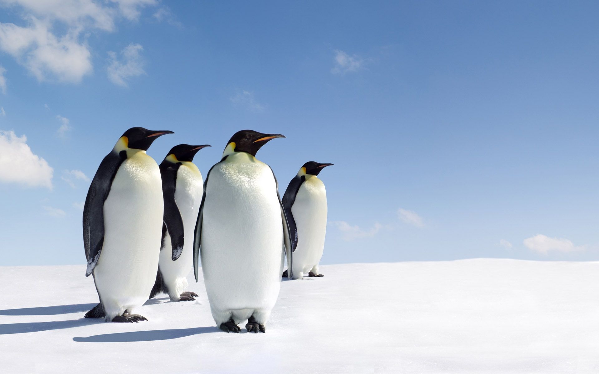 1920x1200 Download Bird Penguin Animal Emperor