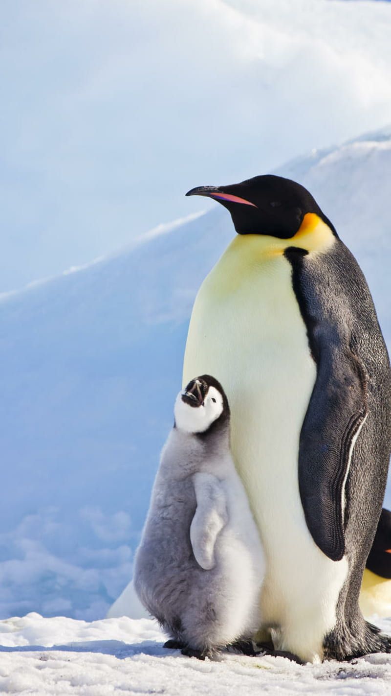 800x1422 Emperor Penguins, cat, cute, cute