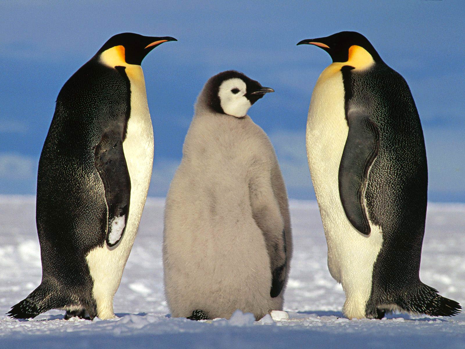 1600x1200 Emperor Penguin Wallpaper