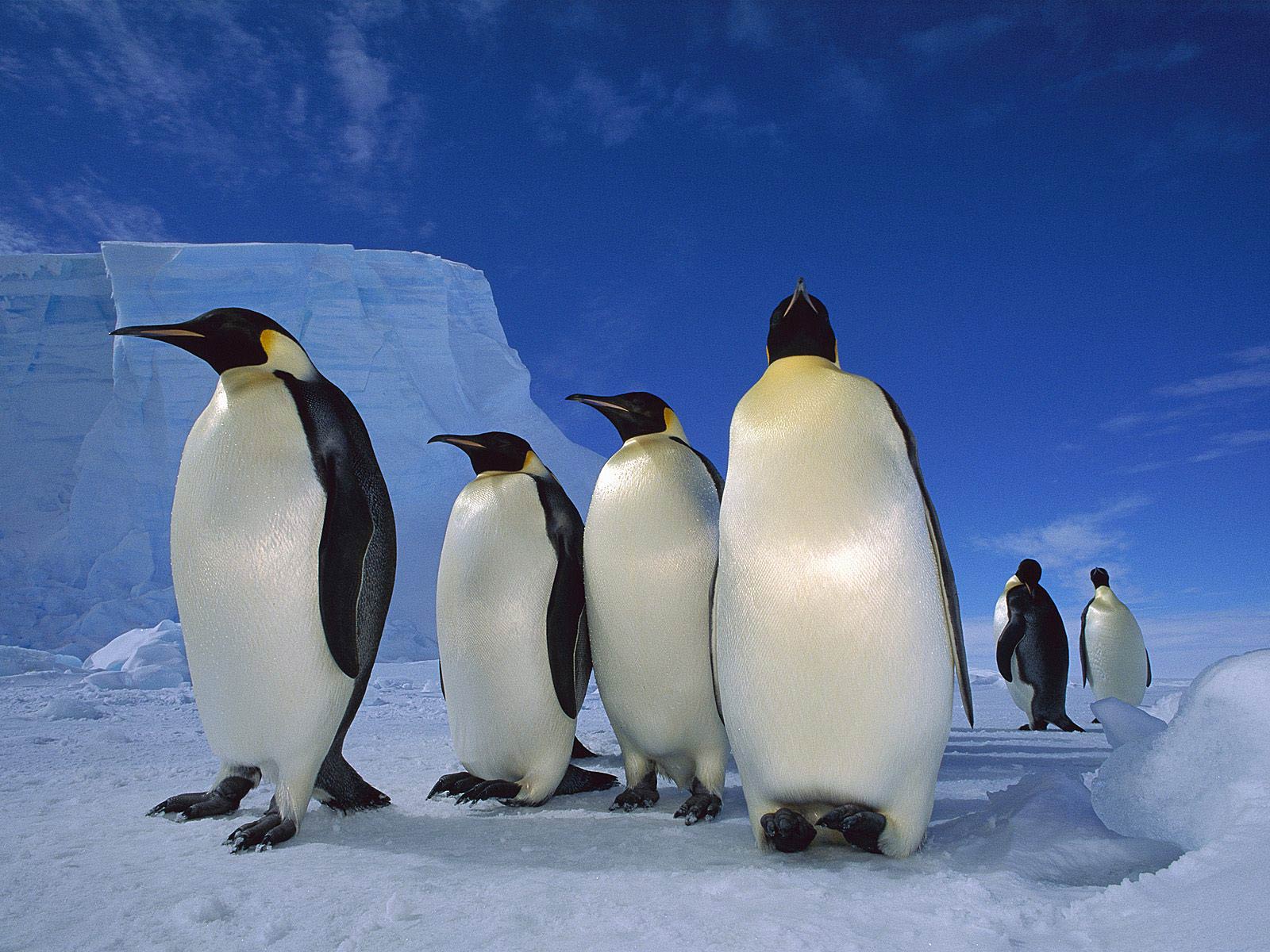 1600x1200 Free Emperor Penguin Wallpaper