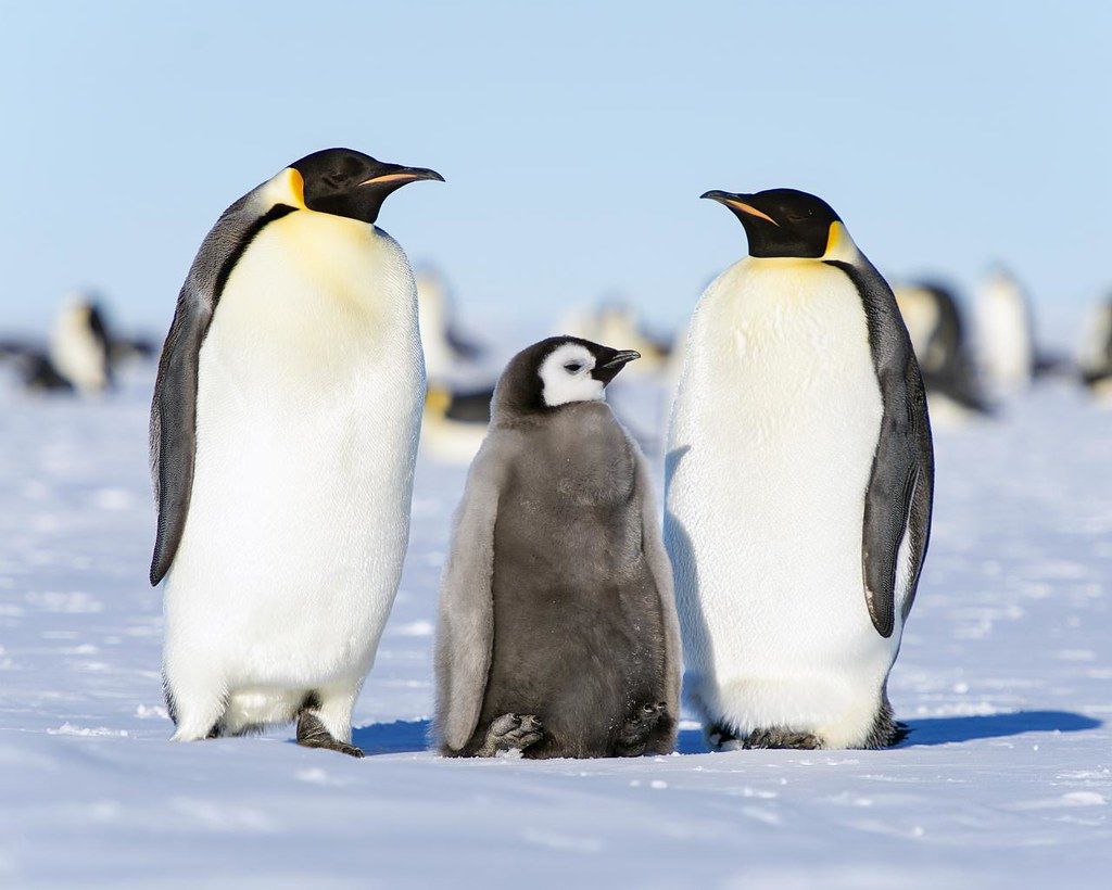 1024x820 Emperor Penguins. Christopher Michel