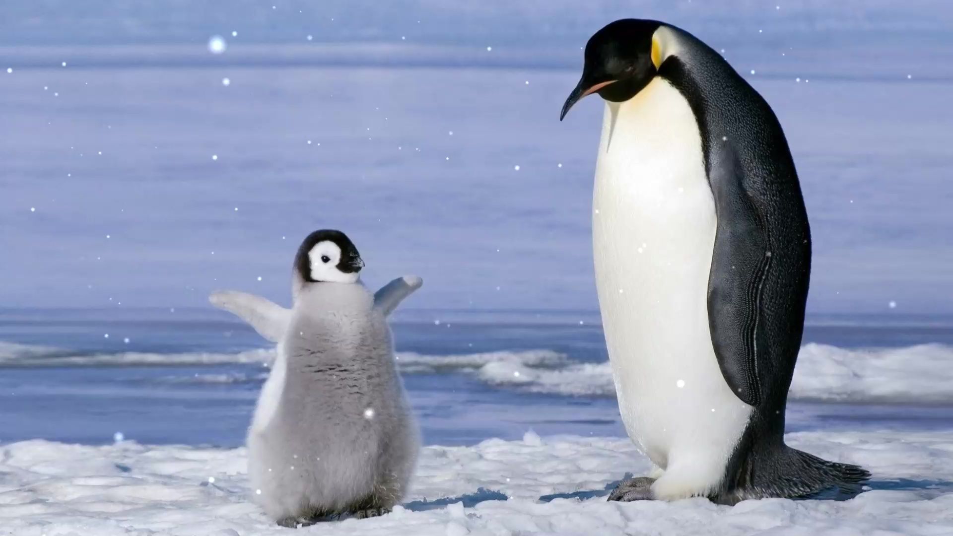 1920x1080 Baby Emperor Penguin Dance Live