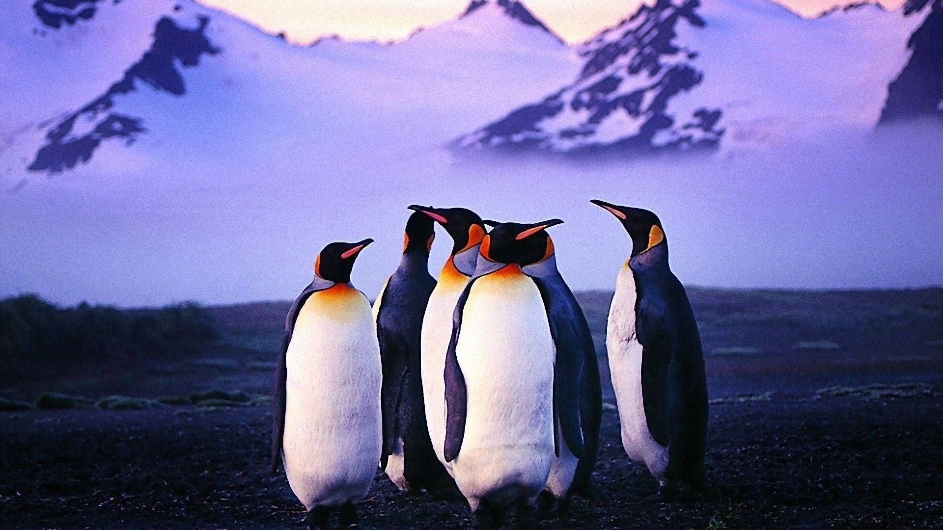 1920x1080 King Penguins Sunset Wallpaper